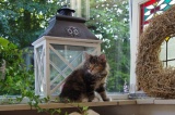 kittens 30 juni 2015 027